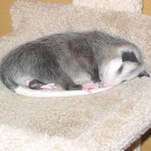 Meet your Posher, Brad